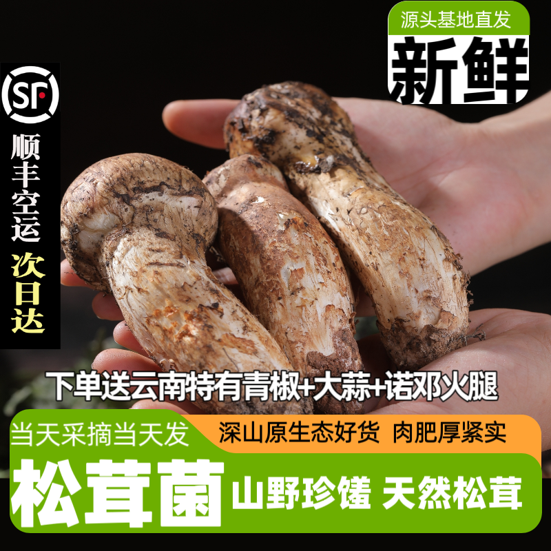 【现货】新鲜松茸云南特产出口级不开伞正宗香格里拉野生松茸