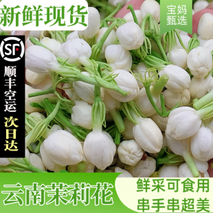【现货】新鲜茉莉花1斤2026新货可食用花苞云南时令现采鲜花野菜