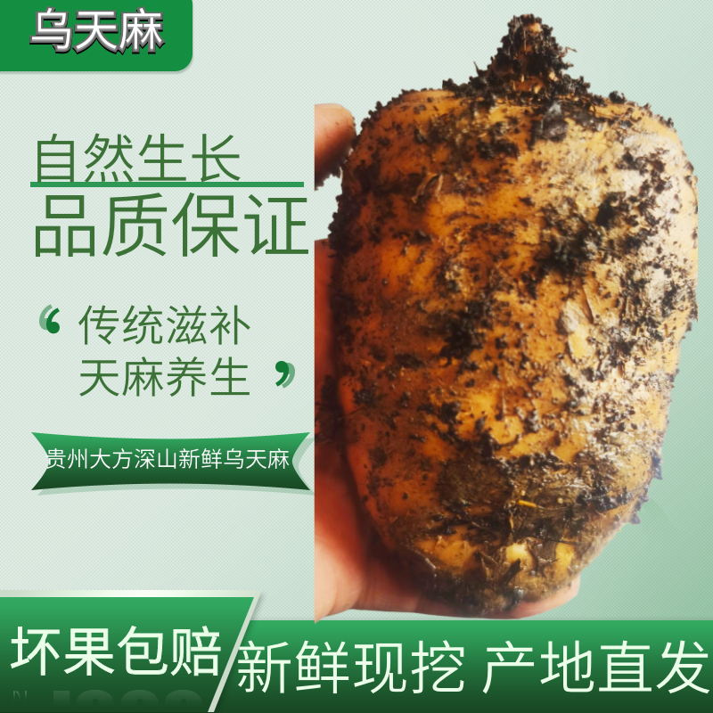 正宗贵州大方仿野生乌天麻现挖现发中药材治头痛新鲜天麻特产批发