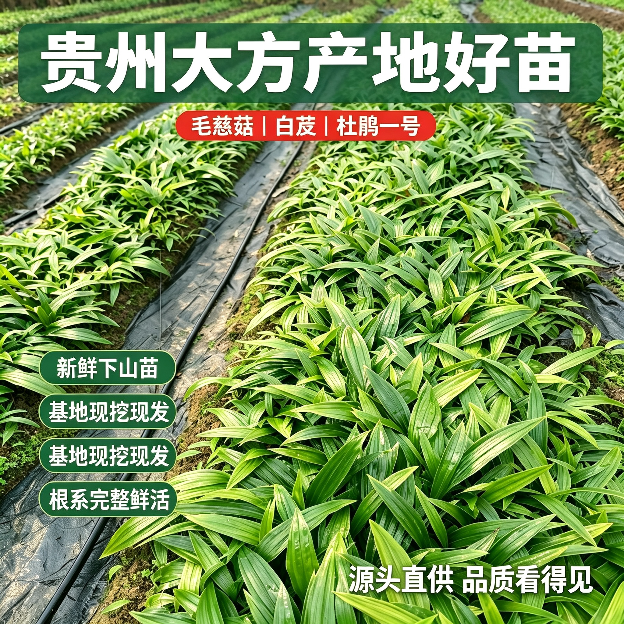 贵州大方野生毛慈菇白芨下山苗