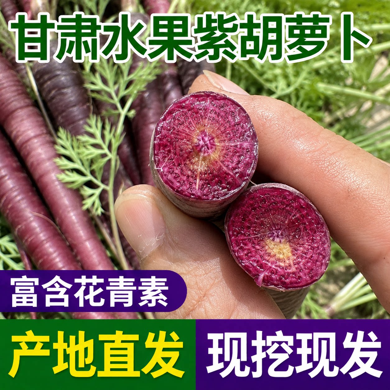 水果胡萝卜紫色特色蔬菜甘肃永昌紫胡萝卜新鲜红胡萝卜现挖现发