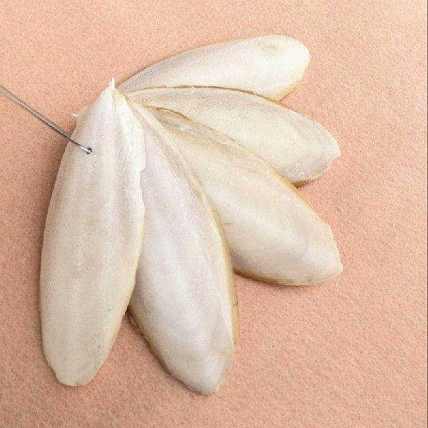 现货速发2021  1Pa Cuttleb Cuttlefish Sepia B Cuttle Fish