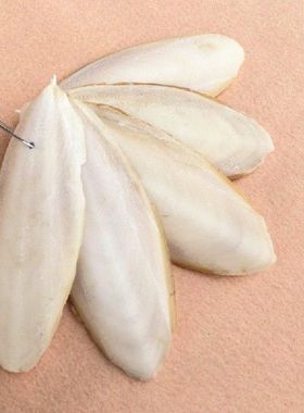 现货速发2021  1Pa Cuttleb Cuttlefish Sepia B Cuttle Fish