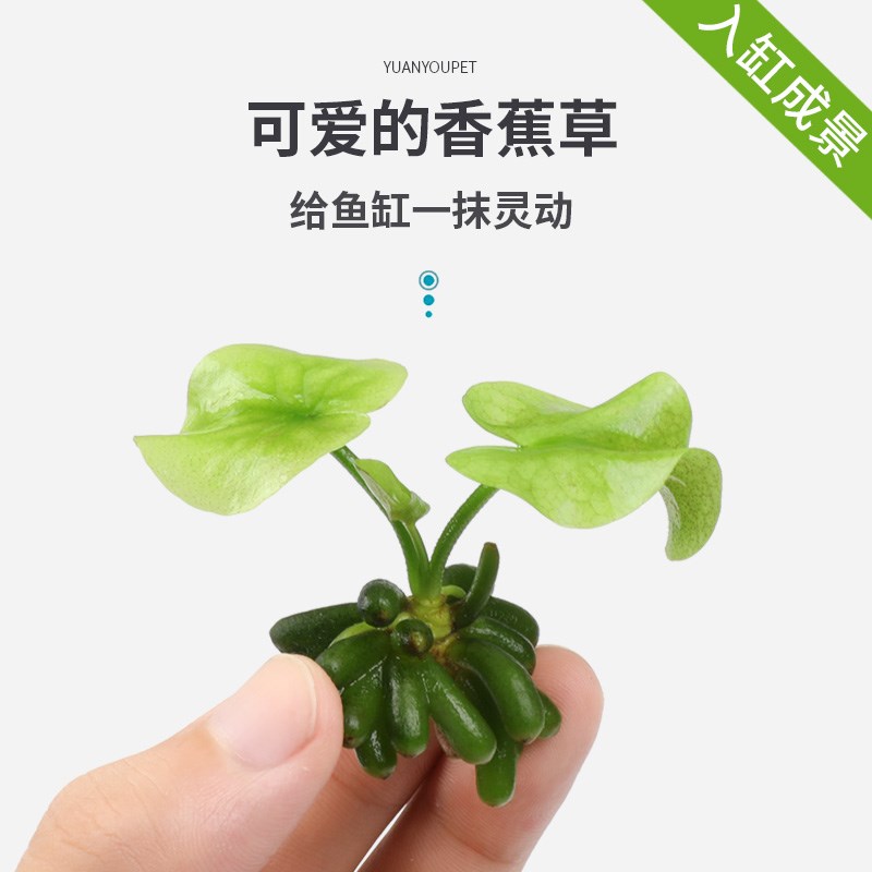 速发香蕉草水草植物真草鱼缸水草造景鱼草缸绿植新手懒人养鱼睡莲