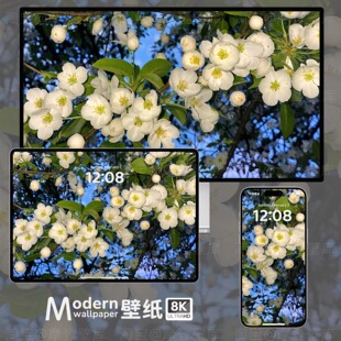 月光白海棠8K高清壁纸iPhone安卓手机ipad平板电脑花朵风景插画图