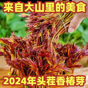 头茬红油香椿芽野生香椿芽嫩芽当季新鲜蔬菜香椿头现采红油香椿菜