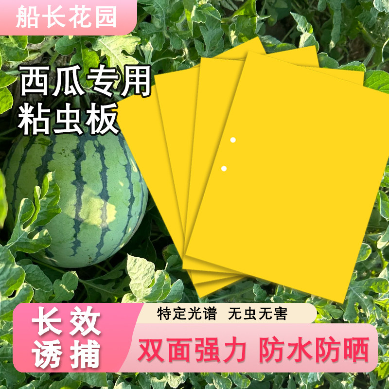 粘虫板菜地果园蚜虫粉虱花卉盆栽双面强力诱粘防虫黄板西瓜网套袋