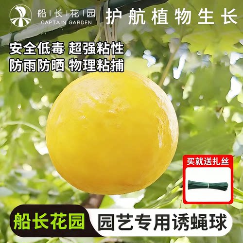 诱蝇球菜园室内花卉用果蝇诱捕器