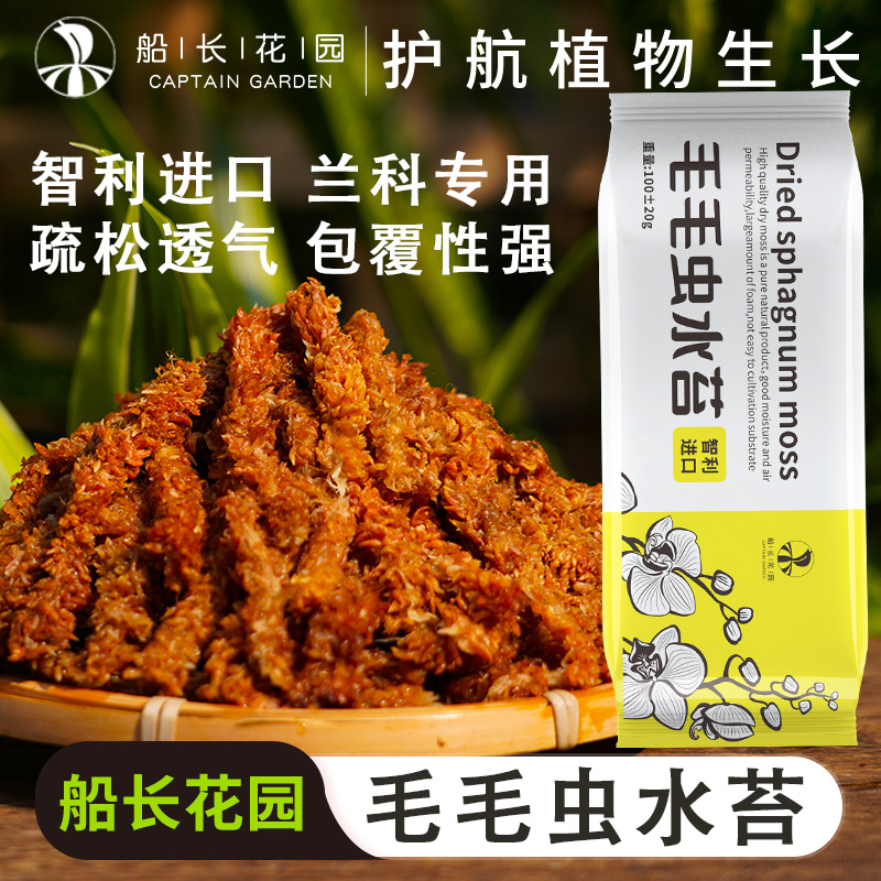 水苔蝴蝶兰毛毛虫苔藓兰花植料