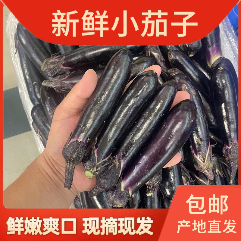 小茄子东北紫茄子新鲜蘸酱菜蒜茄子专用生吃紫库农家自种新鲜现摘 水产肉类/新鲜蔬果/熟食 茄子 原图主图