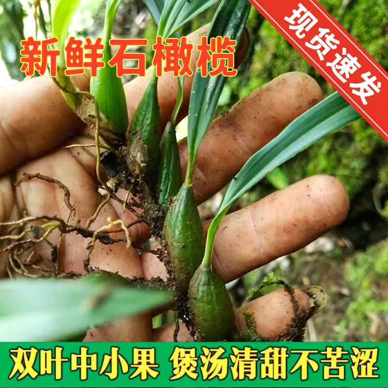 新鲜双叶小果石橄榄枣单叶中号石仙桃煲汤炖汤补品种植盆栽中药材