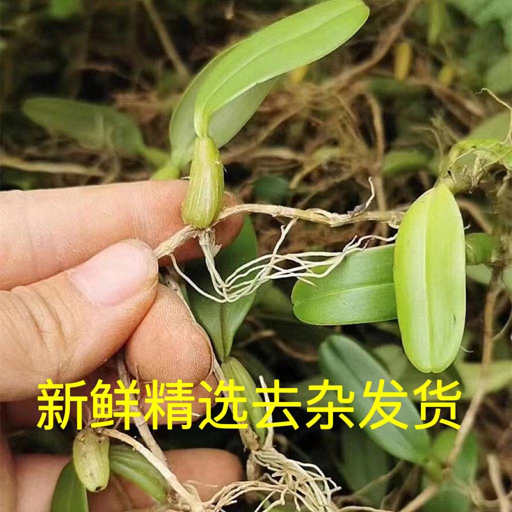 新鲜石橄榄单叶小果双叶小号500g