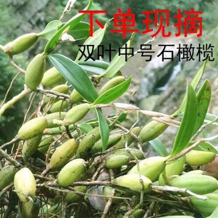 现发石橄榄新鲜广西石橄榄双叶石仙桃炖汤补品中小号福建石橄榄