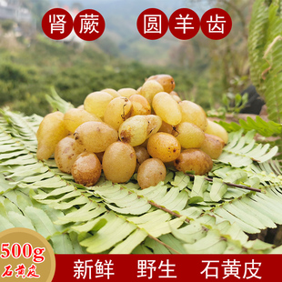 贵州野生石黄皮肾蕨果化狗儿凤凰蛋马骝卵新鲜现挖中药材草药2斤