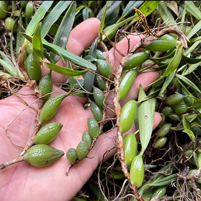 广东石橄榄 潮州新鲜双叶中果 单页石岩珠 炖汤 潮汕发货 5斤包邮