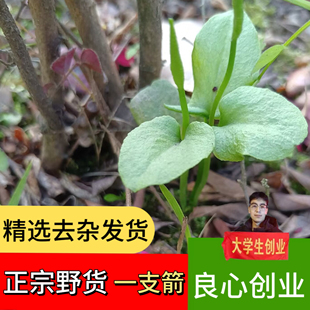 一支箭草药新鲜正宗中药材瓶尔小草带根小青藤草蛇咬子干货一只箭