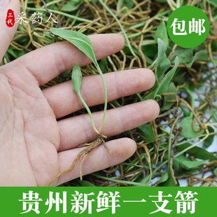 野货一支箭新鲜一枝箭瓶儿小草青藤蛇舌草青箭野生中草药材500g克