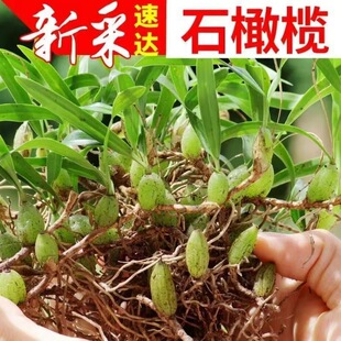 石橄榄草双叶小号新鲜石仙桃果福建煲汤炖汤野外生鲜现摘现发500g