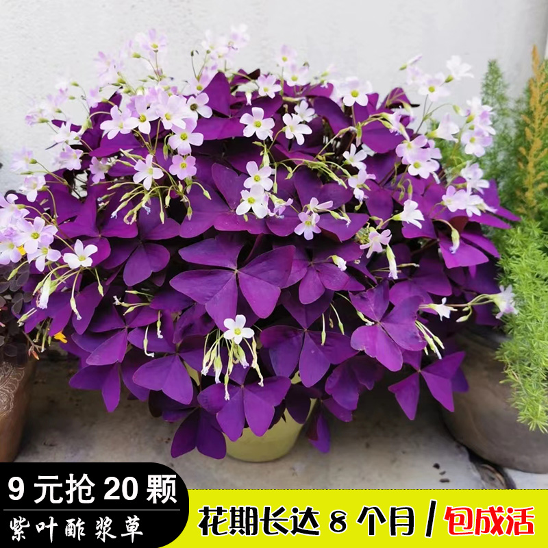 盆栽紫叶酢浆草红花幸运草花苗