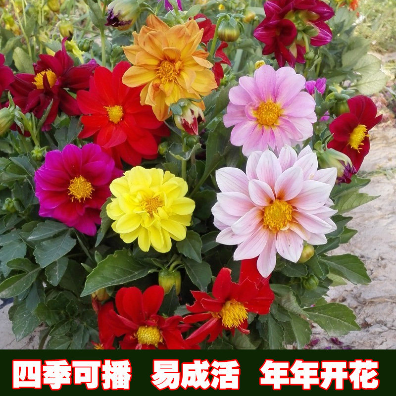 重瓣大丽花种子小丽花籽地瓜花多年生庭院室内外阳台盆栽花种籽子
