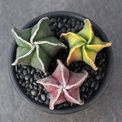 鸾凤玉锦四五角琉璃银砂彩色仙人球多肉植物组合绿植盆栽吸甲醛