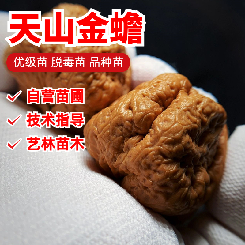 天山金蝉文玩核桃树苗盆地栽