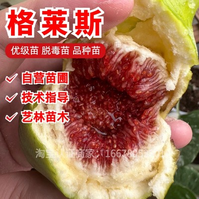 格莱斯无花果树苗盆栽地栽