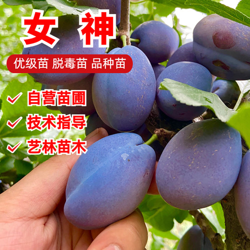 女神西梅树苗9月份成熟
