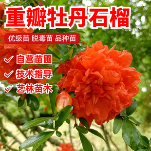 牡丹石榴树苗盆栽小老桩庭院大花重瓣石榴盆景造型阳台南北方种植