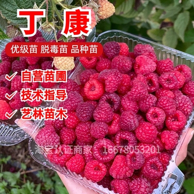 丁康树莓苗食用果树苗