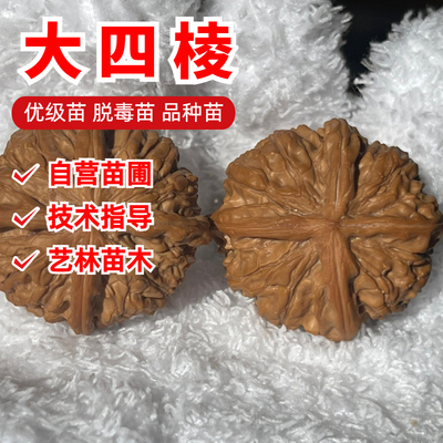 大四棱文玩核桃树苗盆栽地栽
