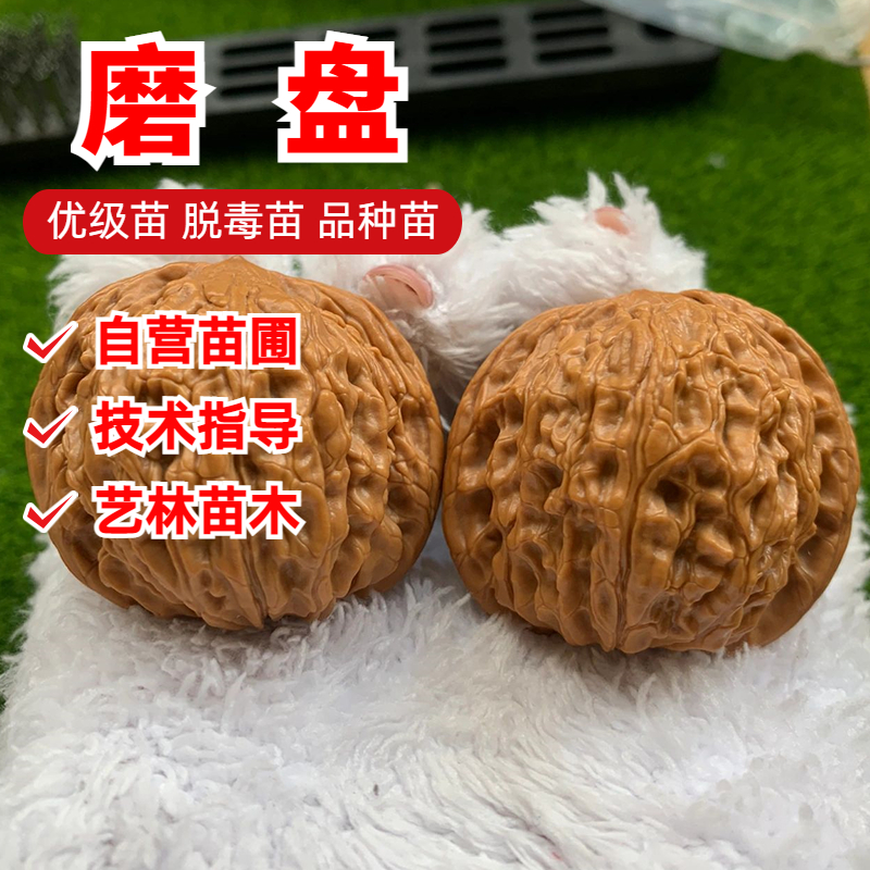 文玩核桃树苗磨盘四座楼王勇官帽大核桃苗盆栽地栽南北方庭院种植