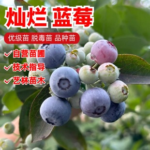 灿烂蓝莓苗南北方室外地栽耐寒蓝莓树果苗阳台盆栽特大号当年结果