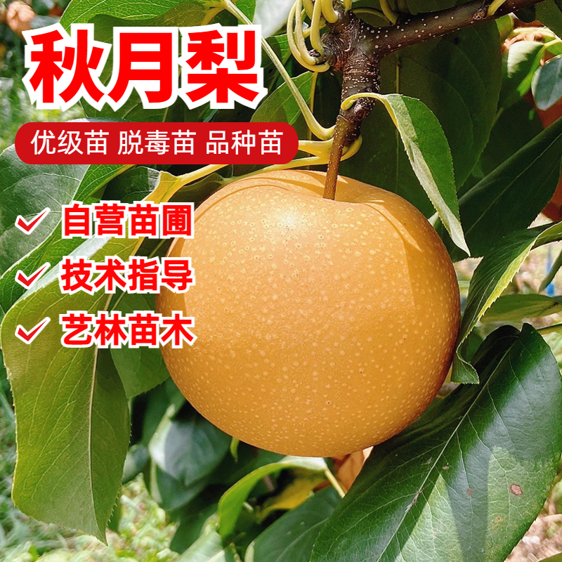 冰糖秋月梨梨树苗嫁接9月成熟