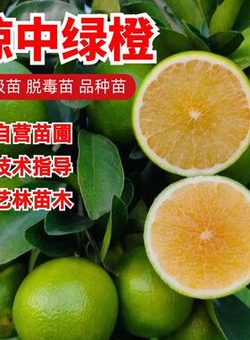 琼中绿橙树苗嫁接橙子苗当年结果南北方青皮甜橙子树脐橙子果树苗