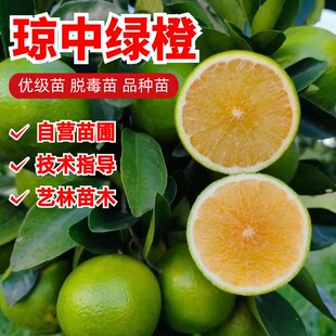 琼中绿橙树苗嫁接橙子苗当年结果南北方青皮甜橙子树脐橙子果树苗