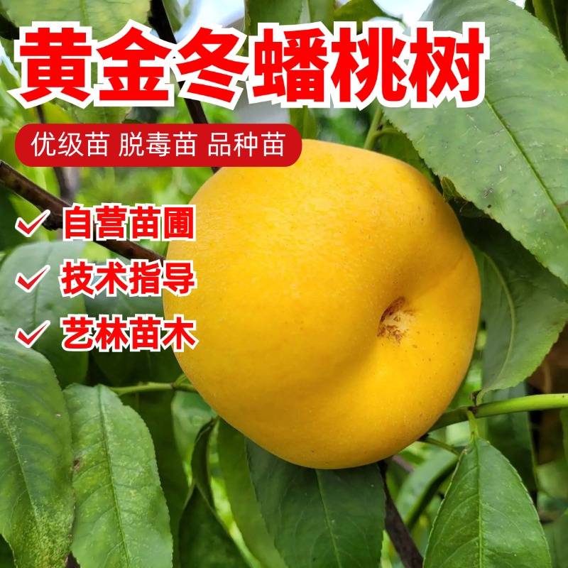 嫁接油蟠桃树苗9月晚熟特大黄肉黄金油蟠桃苗脆甜南北方盆栽地栽