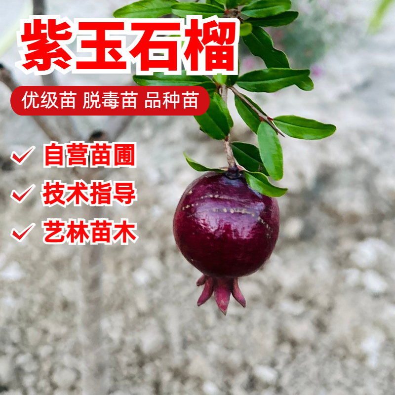 观赏紫玉石榴树苗盆景老桩墨石榴苗南方北方室内阳台庭院盆栽地栽