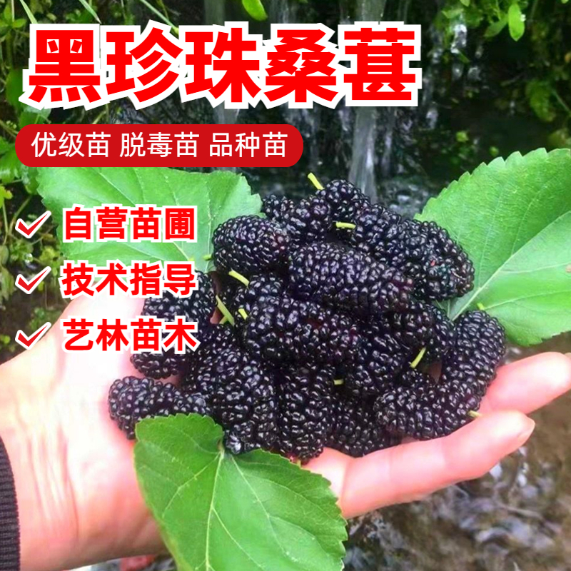 黑珍珠桑葚树苗嫁接桑树苗大叶盆栽地栽果桑苗南北方四季种植桑树