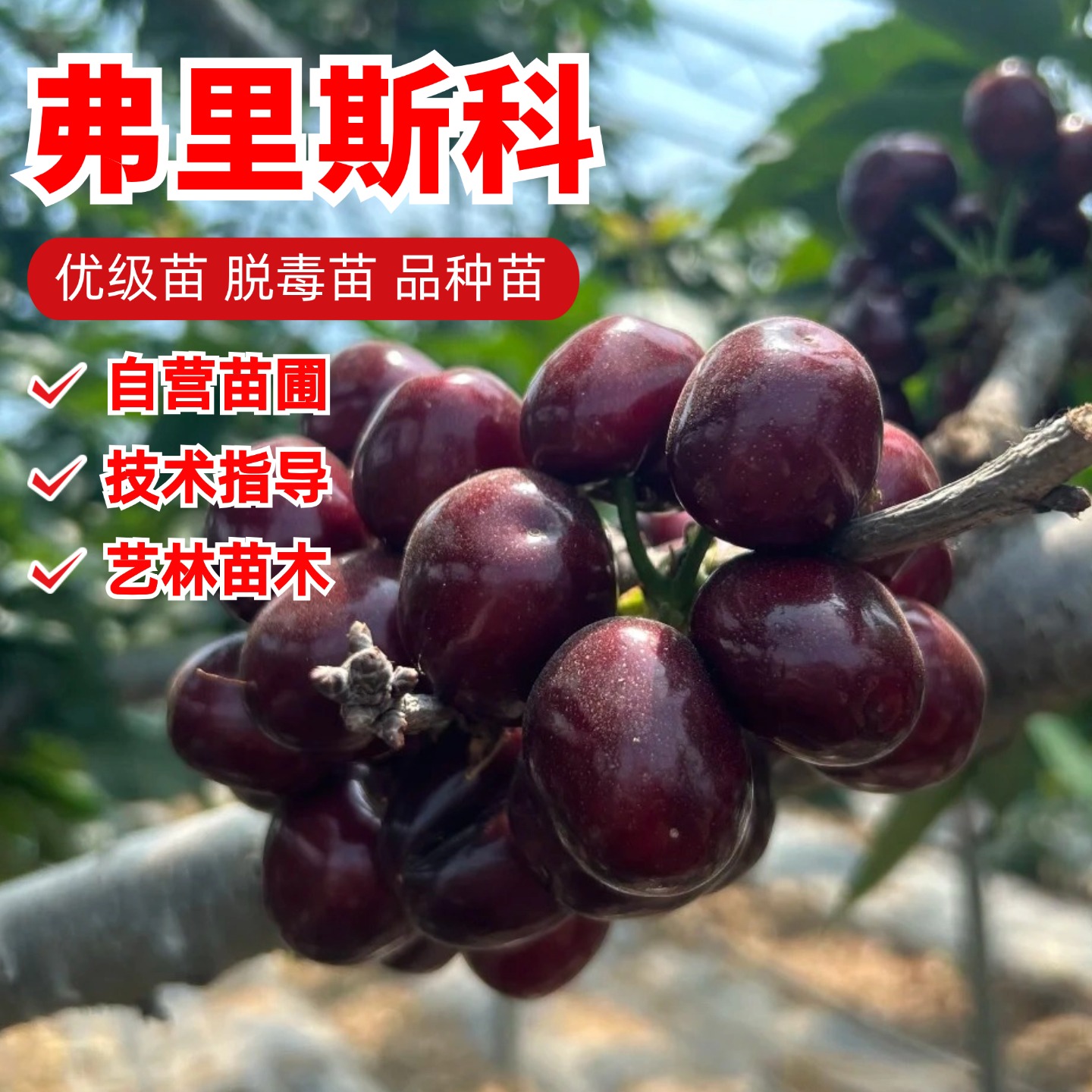 特早熟弗里斯科樱桃树苗特大果弗里斯克车厘子大樱桃苗南北方种植