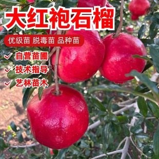 大红袍石榴树苗特大果硬籽甜红石榴苗盆栽地栽南北方种植当年结果
