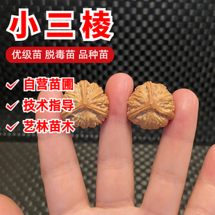 文玩核桃苗树小三棱正本小手捻秋子核桃树苗南方北方种植当年结果
