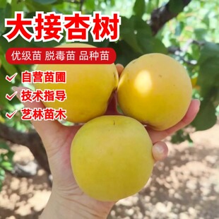 山西阳高大接杏树苗嫁接庭院特大杏子果苗香甜大揭杏苗南北方种植