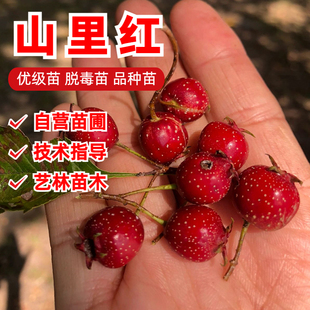 山里红树苗嫁接山楂树活苗盆栽庭院地栽果树苗南北方种植当年结果