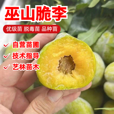 巫山脆李李子树苗6-7月成熟