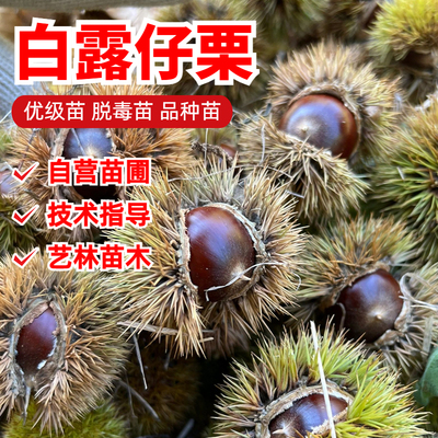 白露仔锥栗子树苗多年生嫁接苗