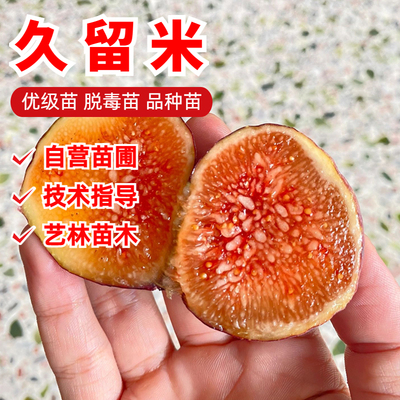 久留米无花果树苗盆栽地栽