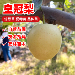 雪梨树苗皇冠梨苗黄金翠冠梨子水果树梨树果苗北南方种植盆栽地栽