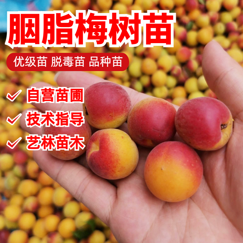 胭脂梅杏子树苗特大甜蜜杏苗