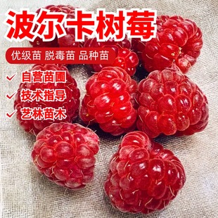 双季无刺波尔卡红树莓苗盆栽地栽爬藤纯甜覆盆子树苗南方北方种植